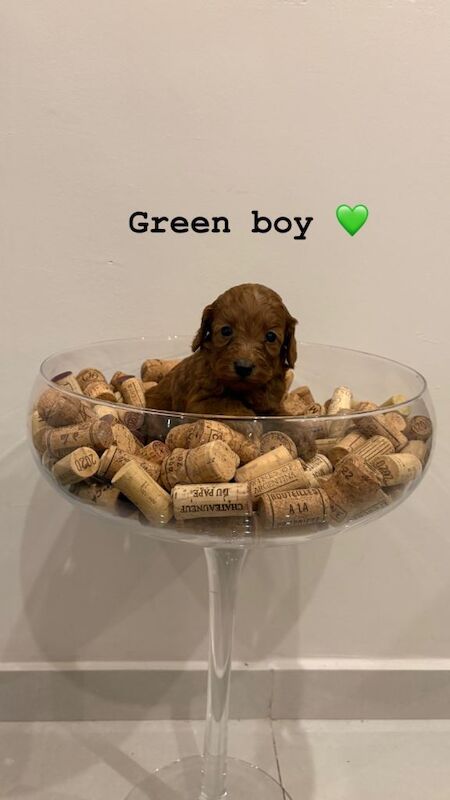 Cockapoo puppies for sale in Chatham, Kent – KC registered, 5 weeks old - Image 6 of 6