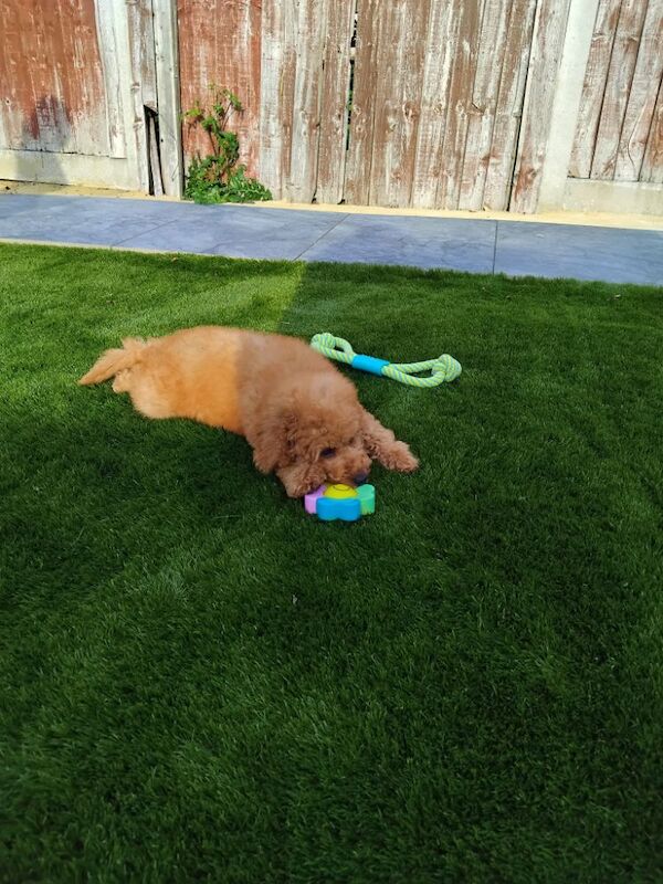 Cockapoo puppies for sale in Hounslow, Greater London – 11 weeks old
