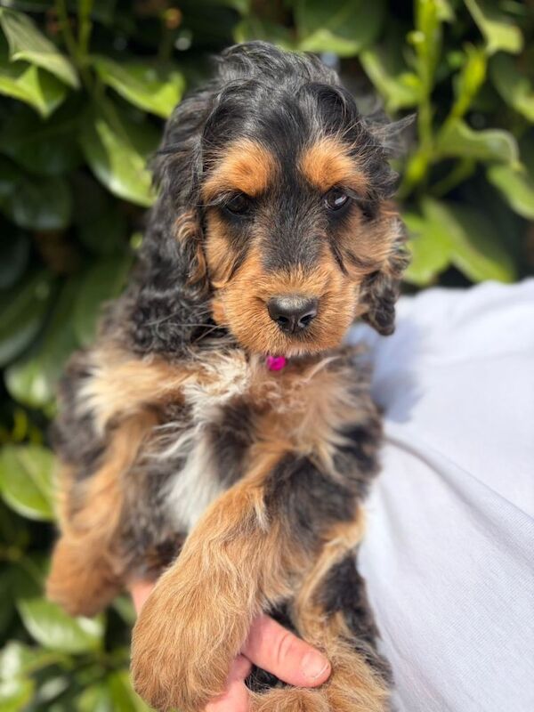 Beautiful Girl Cockapoo Puppy - Image 2 of 4