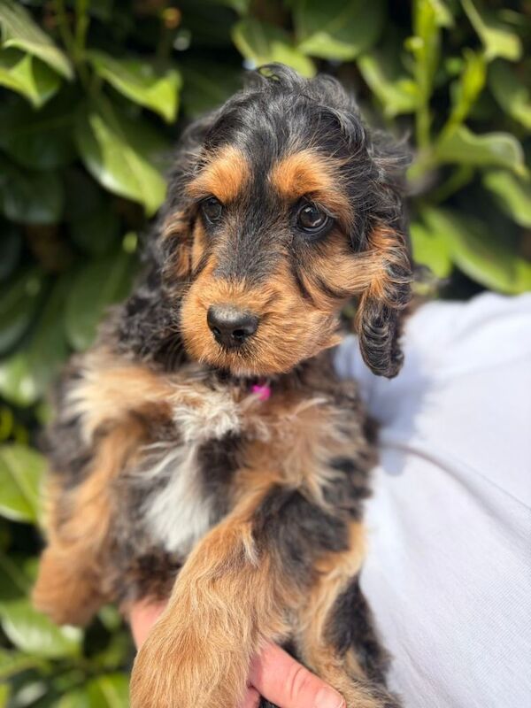 Beautiful Girl Cockapoo Puppy - Image 3 of 4