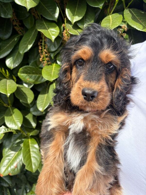 Beautiful Girl Cockapoo Puppy - Image 4 of 4