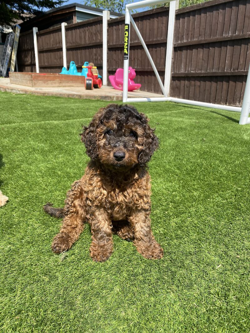 Cockapoo puppies for sale in Orpington, Greater London – 2 years old - Image 2 of 8
