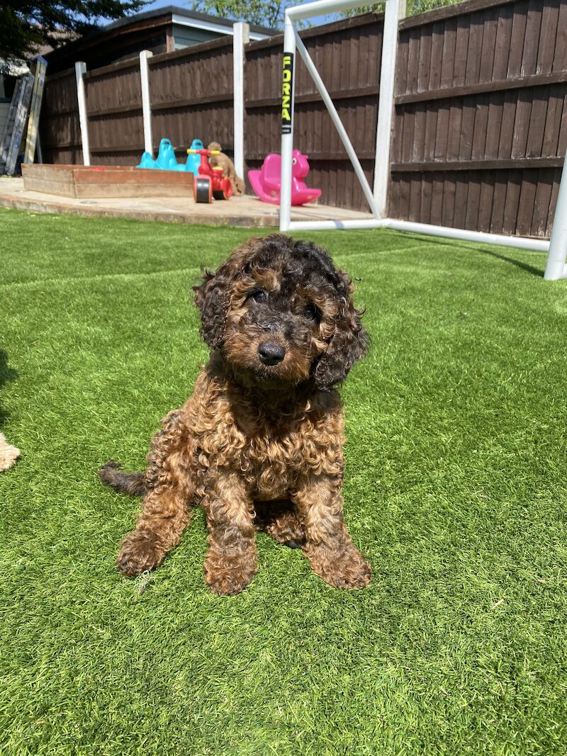 Cockapoo puppies for sale in Orpington, Greater London – 2 years old - Image 3 of 8