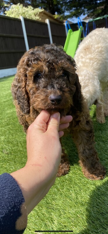 Cockapoo puppies for sale in Orpington, Greater London – 2 years old - Image 4 of 8