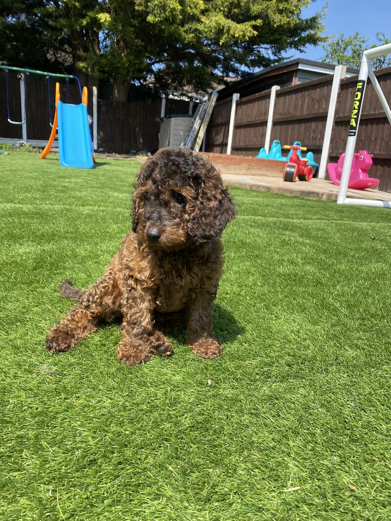 Cockapoo puppies for sale in Orpington, Greater London – 2 years old - Image 5 of 8