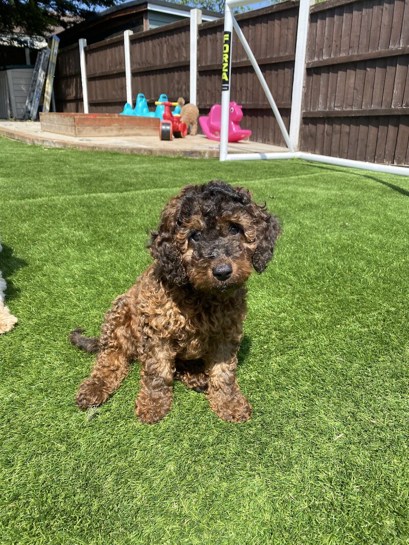 Cockapoo puppies for sale in Orpington, Greater London – 2 years old - Image 6 of 8