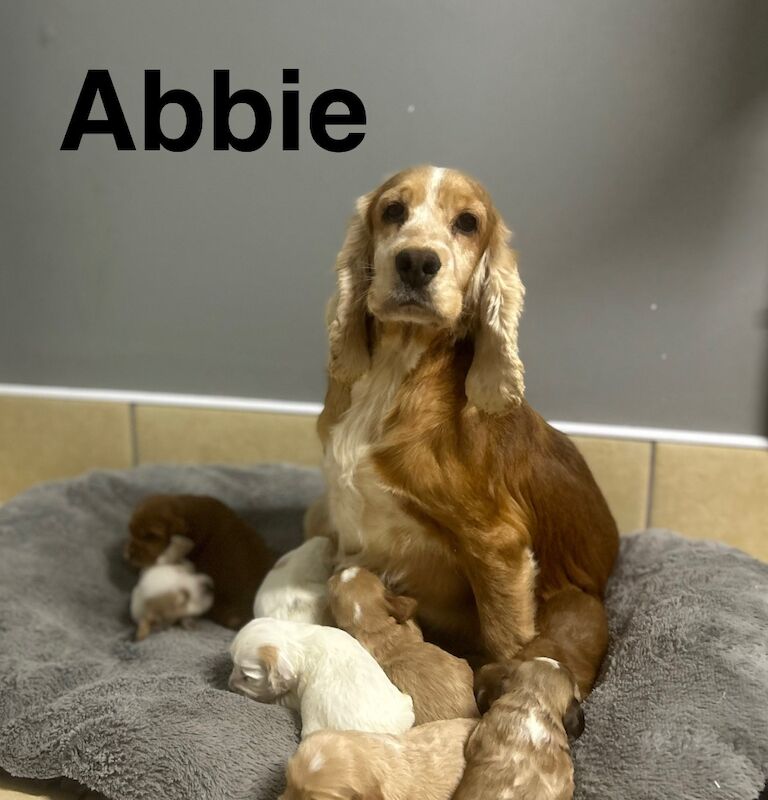 Beautiful girls and boy still looking for a family home