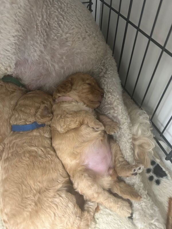 Beautiful Golden Cockapoo Puppies