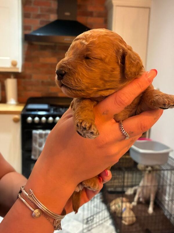 Beautiful Golden Cockapoo Puppies - Image 2 of 5