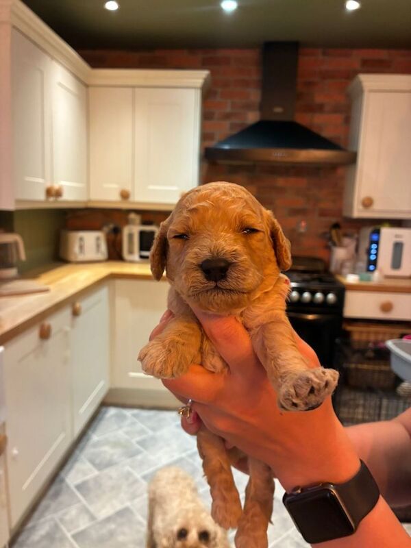 Beautiful Golden Cockapoo Puppies - Image 3 of 5