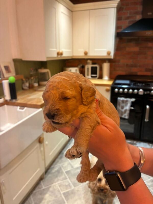 Beautiful Golden Cockapoo Puppies - Image 4 of 5