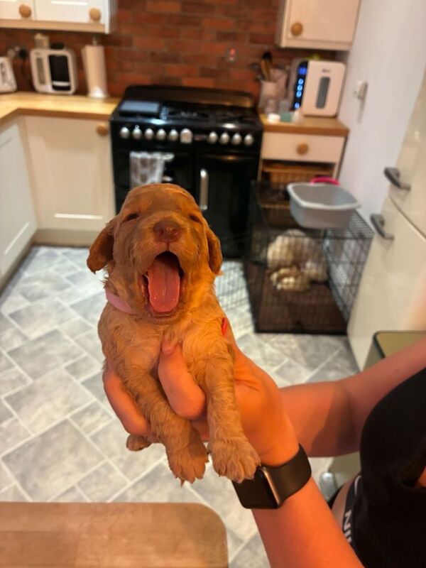 Beautiful Golden Cockapoo Puppies - Image 5 of 5
