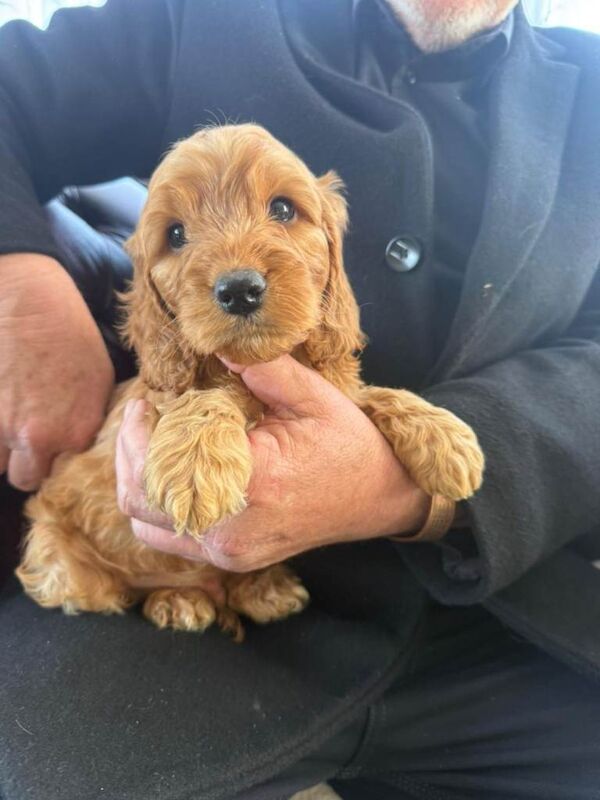 Cockapoo Puppies For Sale