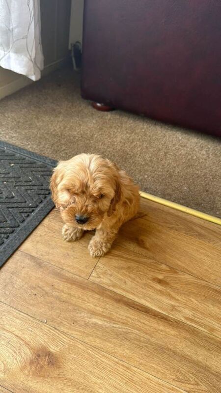 Beautiful golden f1 cockapoos - Image 2 of 4