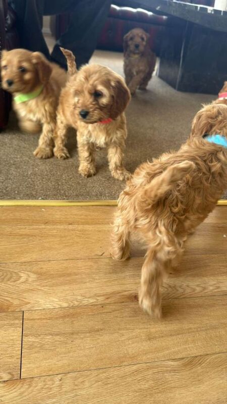 Beautiful golden f1 cockapoos - Image 3 of 4