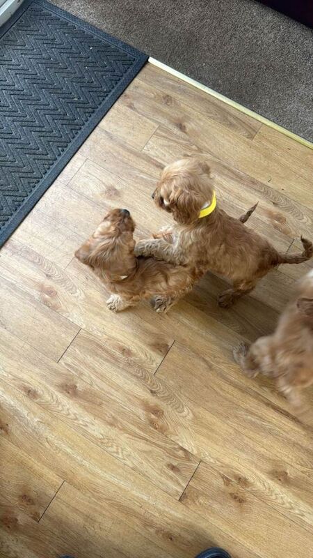 Beautiful golden f1 cockapoos - Image 4 of 4