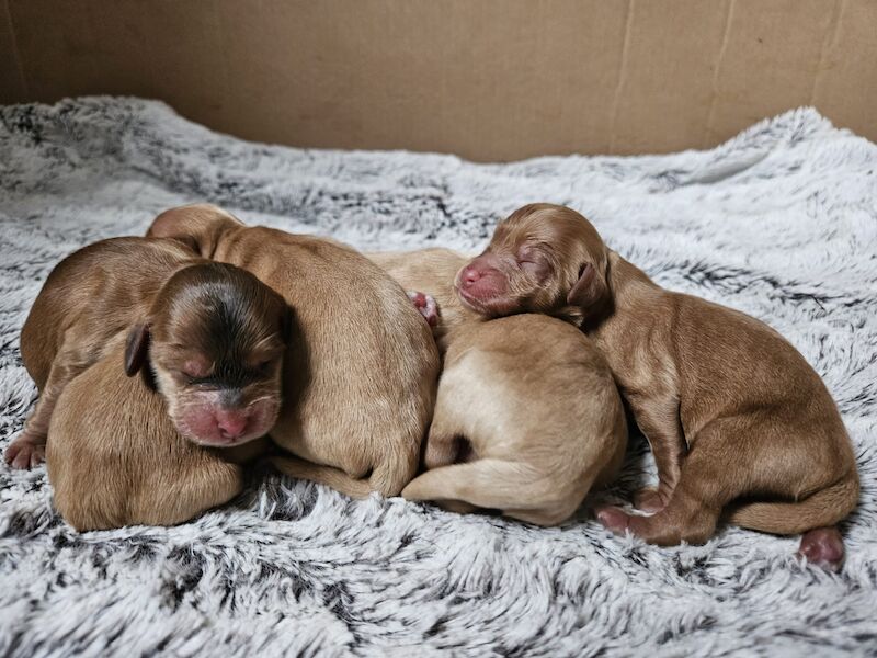 Beautiful health tested cockapoo puppies for sale in Staffordshire - Image 2
