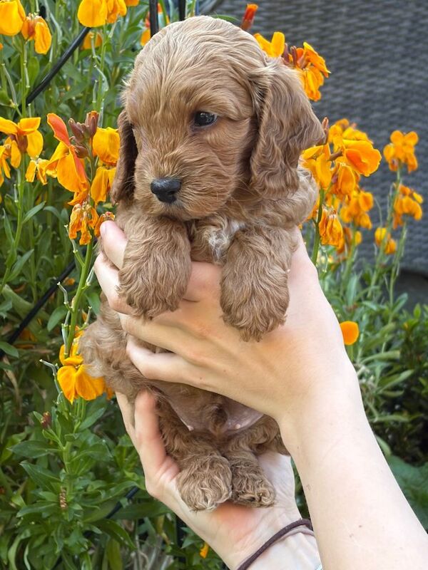 Beautiful Health Tested F1 Cockapoo Puppies