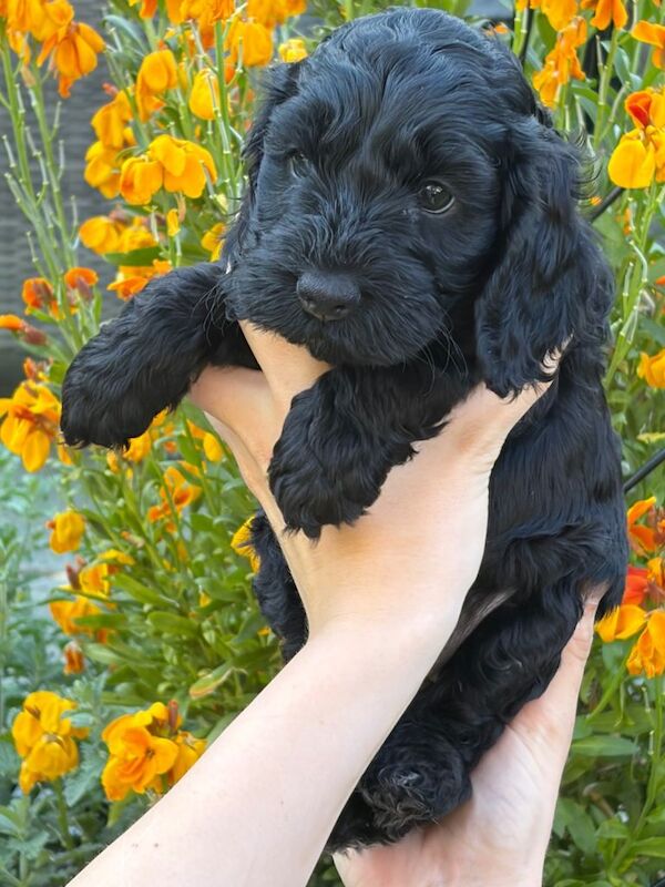 Beautiful Health Tested F1 Cockapoo Puppies - Image 2 of 2