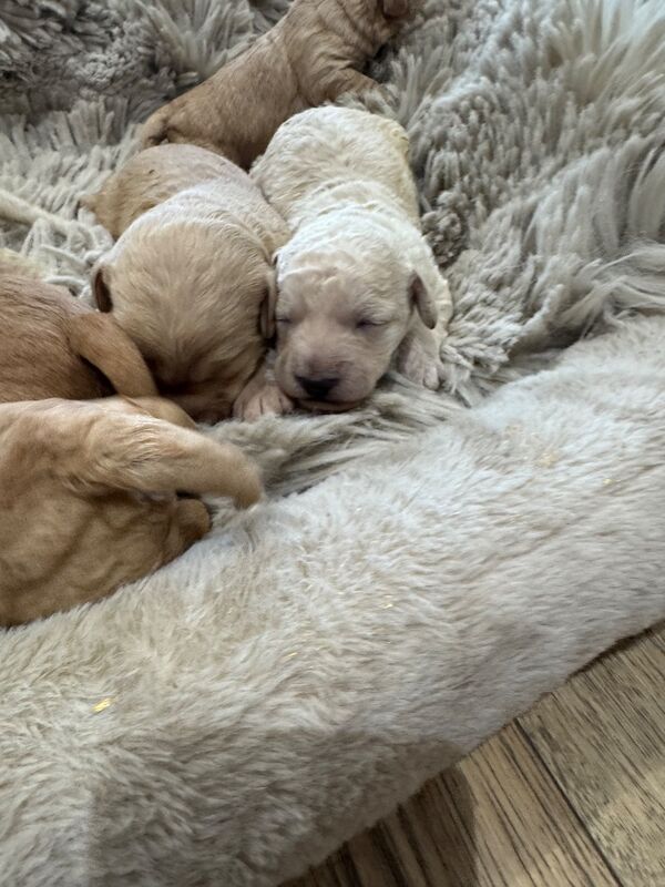 Cockapoo Puppies For Sale Under £1,000