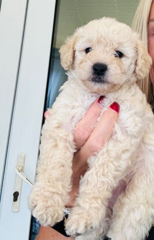 Cockapoo puppies for sale in Worthing, West Sussex – 4 weeks old