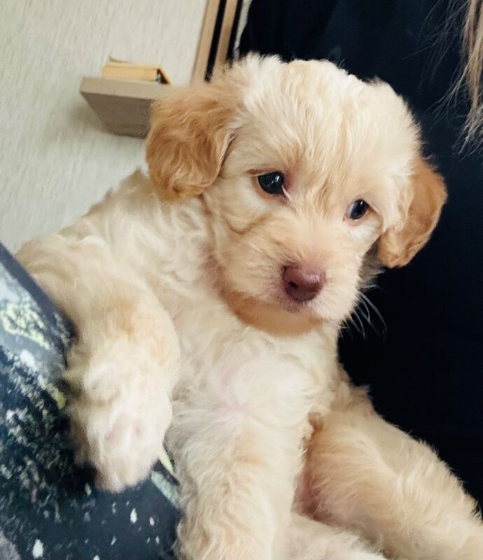 Beautiful healthy cockapoo - Image 3 of 7