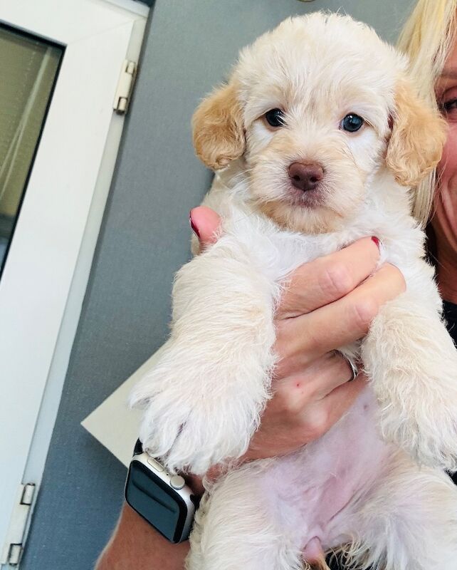 Beautiful healthy cockapoo - Image 4 of 7