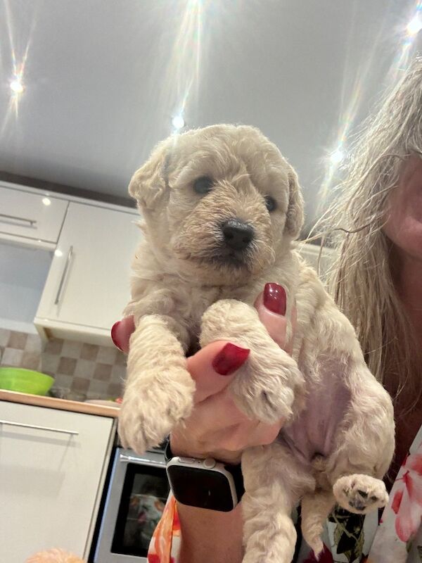 Beautiful healthy cockapoo - Image 5 of 7