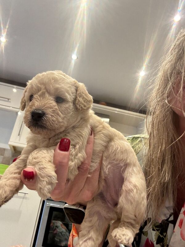 Beautiful healthy cockapoo - Image 6 of 7