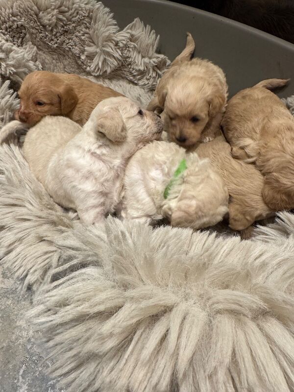 Beautiful healthy cockapoo - Image 7 of 7