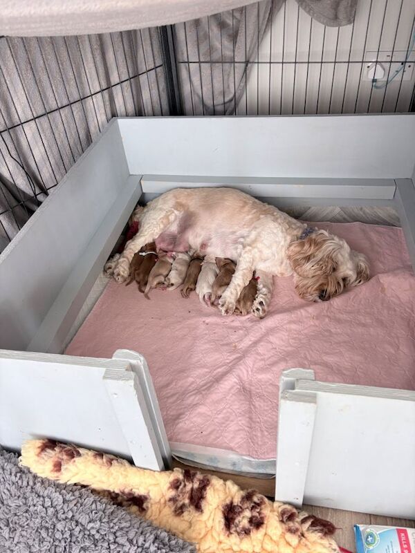 Beautiful Home Bred Cockapoo’s F3b Puppies looking only for their 5 ⭐ forever home 6 boys 2 girl