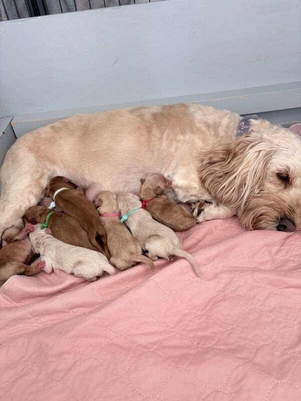 Beautiful Home Bred Cockapoo’s F3b Puppies looking only for their 5 ⭐ forever home 6 boys 2 girl - Image 2 of 4