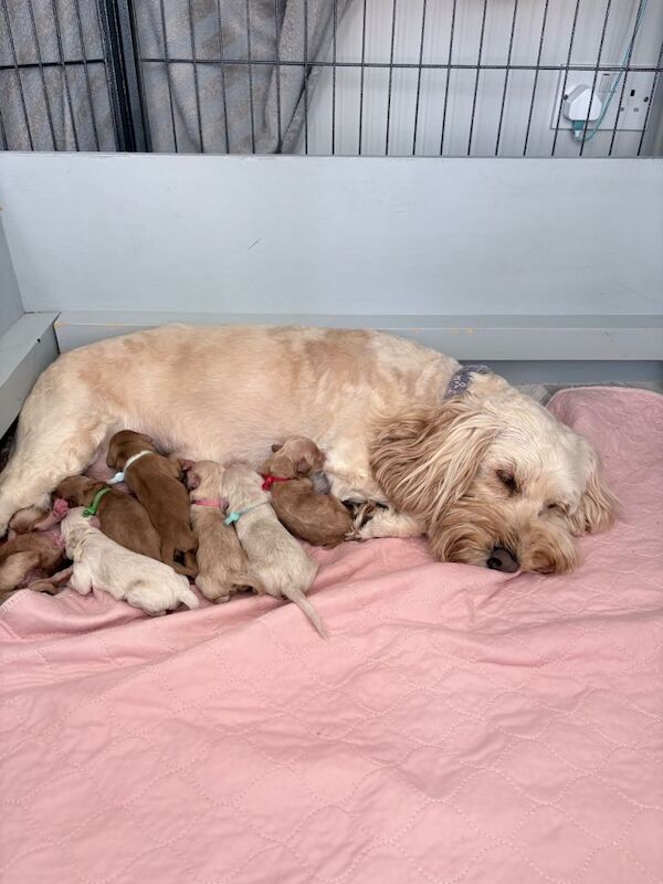 Beautiful Home Bred Cockapoo’s F3b Puppies looking only for their 5 ⭐ forever home 6 boys 2 girl - Image 3 of 4