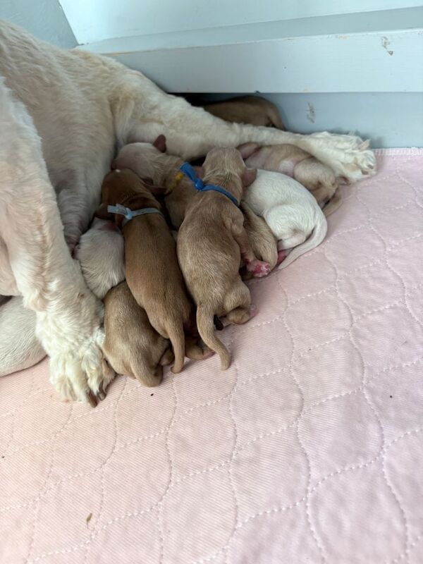 Beautiful Home Bred Cockapoo’s F3b Puppies looking only for their 5 ⭐ forever home 6 boys 2 girl - Image 4 of 4