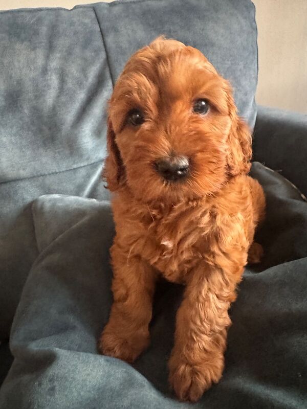 Beautiful home raised Cockapoo puppies
