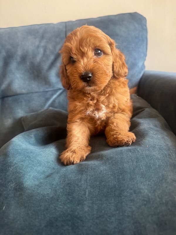 Beautiful home raised Cockapoo puppies - Image 2 of 11