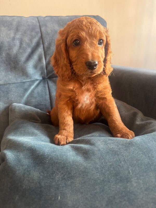 Beautiful home raised Cockapoo puppies - Image 3 of 11