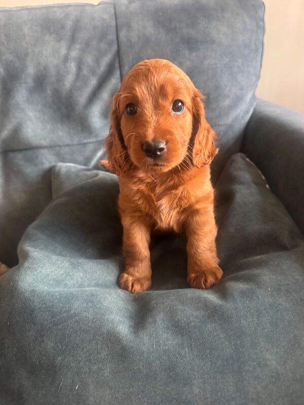 Beautiful home raised Cockapoo puppies - Image 4 of 11
