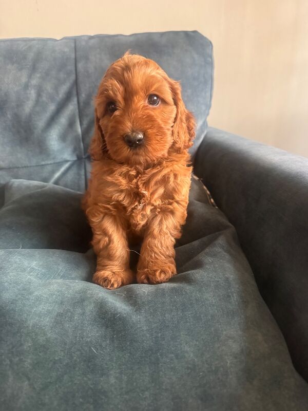 Beautiful home raised Cockapoo puppies - Image 5 of 11