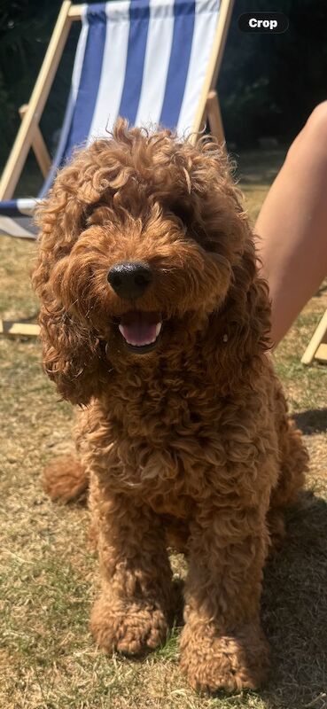 Beautiful home raised Cockapoo puppies - Image 7 of 11