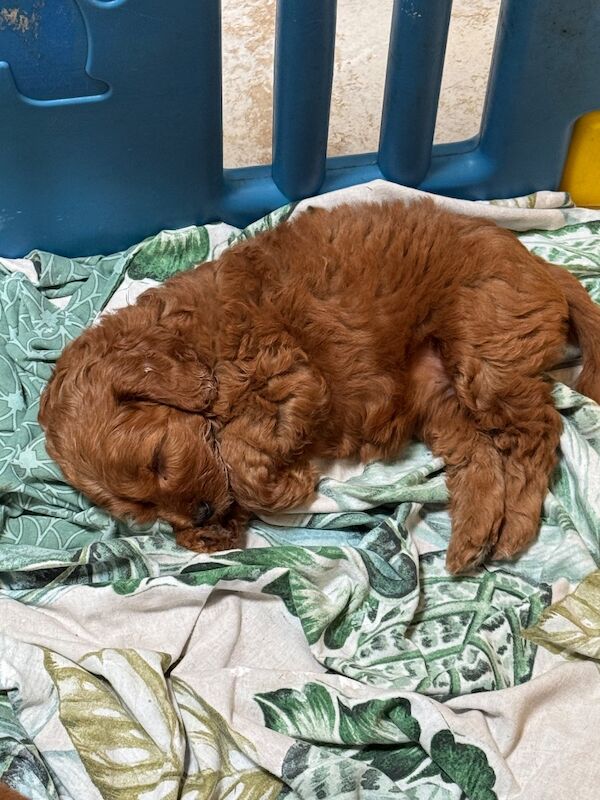 Beautiful home raised Cockapoo puppies - Image 8 of 11