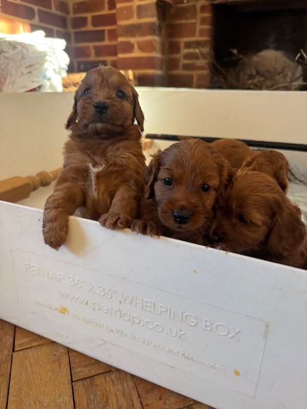 Beautiful home raised Cockapoo puppies - Image 9 of 11
