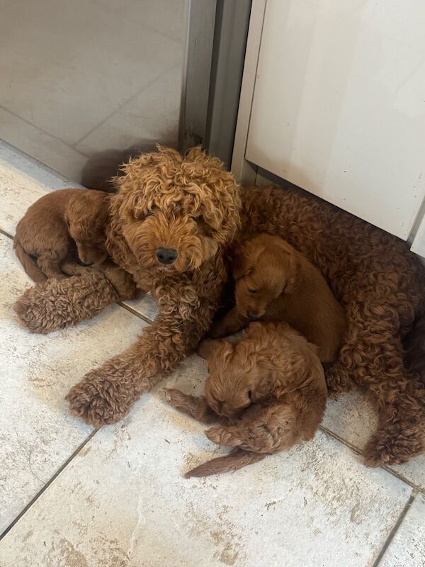 Beautiful home raised Cockapoo puppies - Image 10 of 11