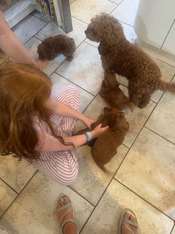 Beautiful home raised Cockapoo puppies - Image 11 of 11