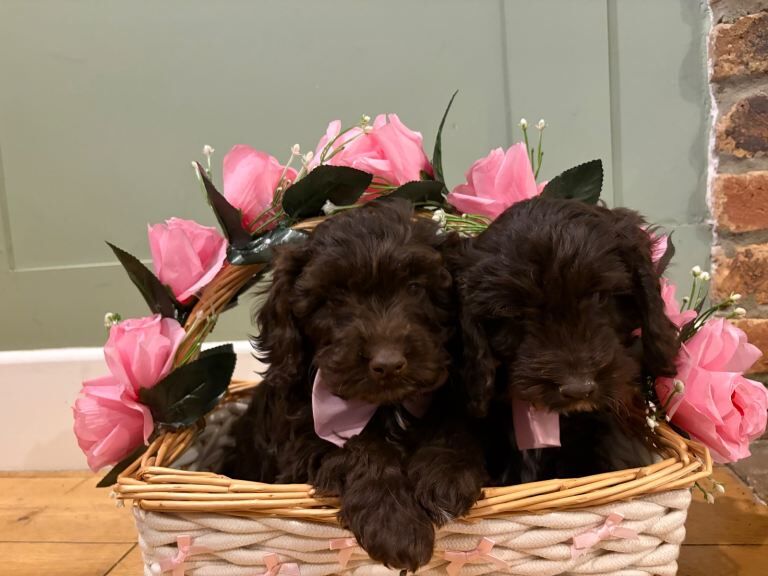 Cockapoo puppies for sale in Thirsk, North Yorkshire – 9 weeks old - Image 3 of 3