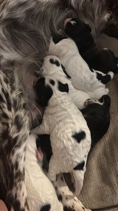 Cockapoo puppies for sale in Surrey – 1 week old