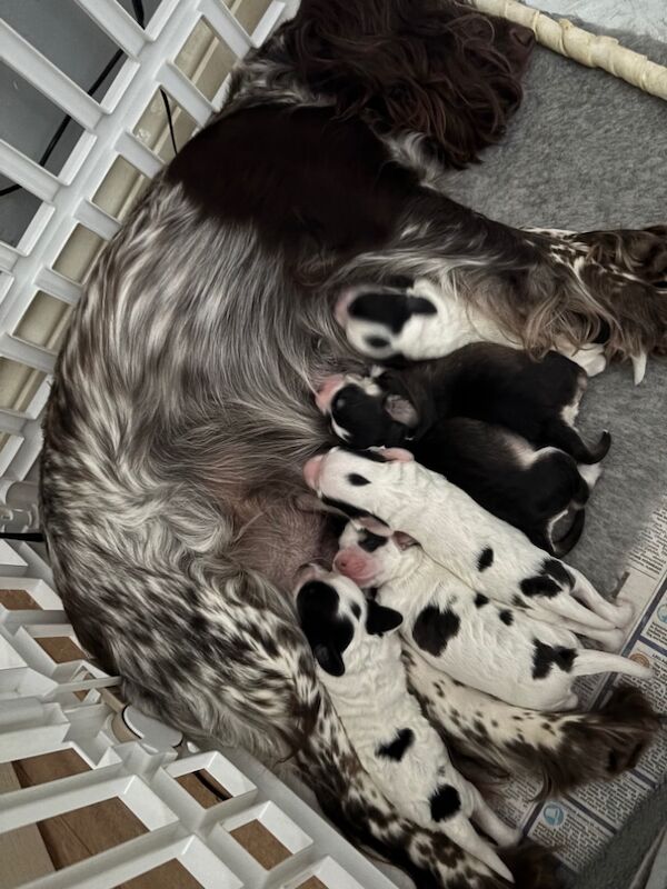 Cockapoo puppies for sale in Surrey – 1 week old - Image 2 of 15