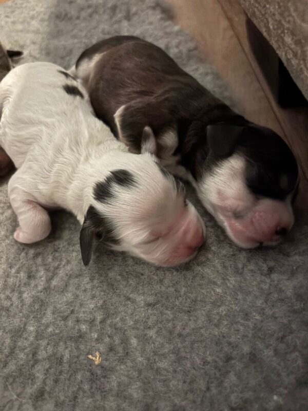 Cockapoo puppies for sale in Surrey – 1 week old - Image 3 of 15