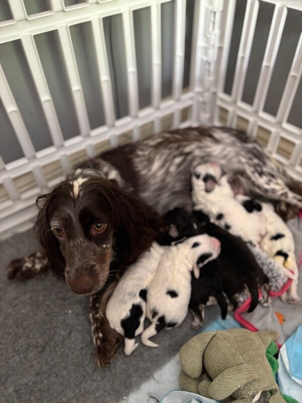 Cockapoo puppies for sale in Surrey – 1 week old - Image 4 of 15