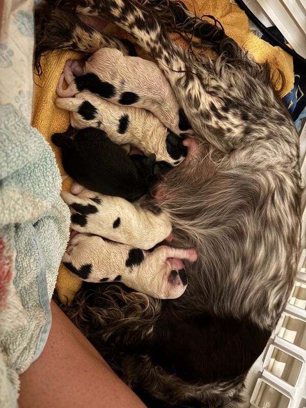 Cockapoo puppies for sale in Surrey – 1 week old - Image 5 of 15